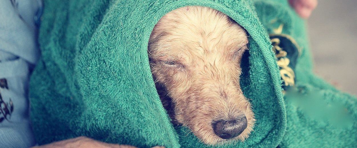 Huidproblemen bij uw hond?
