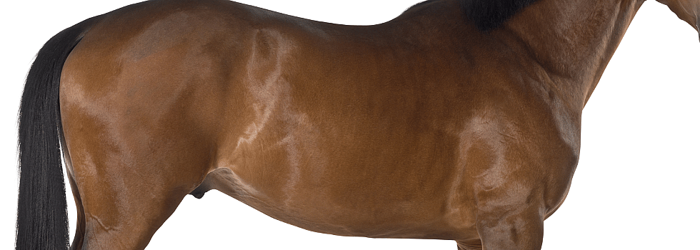 Mijn paard heeft een maagzweer en dan?
