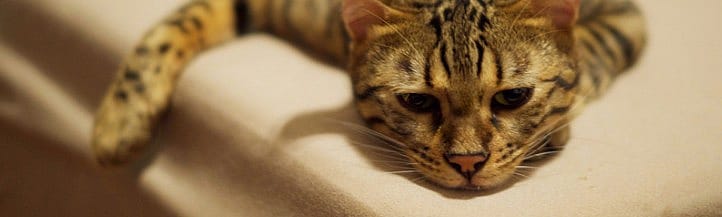 Pijn bij katten herkennen: subtiele signalen en praktische thuistips
