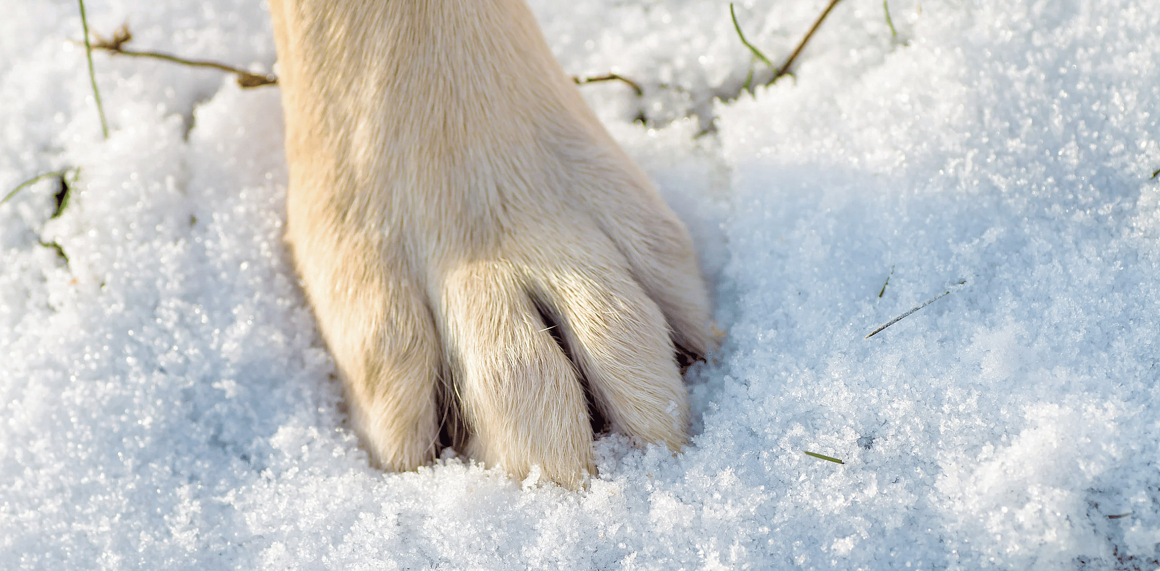 Pootverzorging bij sneeuw, ijs en strooizout