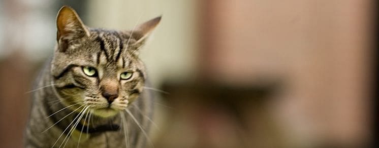 Dementie kat