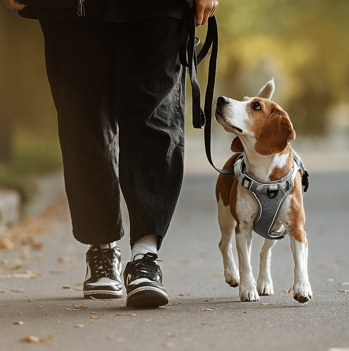 Kunnen honden straks langer gezond leven?