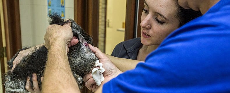 Anaalklierovervulling en ontsteking