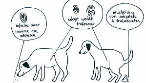 Giardia hond