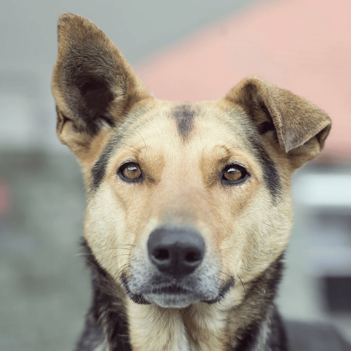 Als uw hond pijn heeft maar het niet laat merken