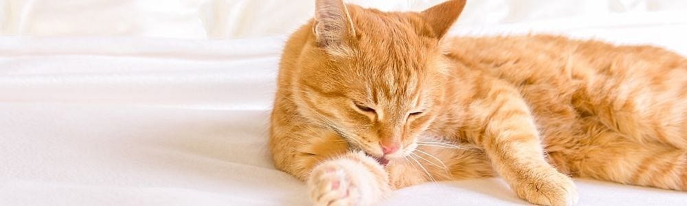 FOPS bij de kat