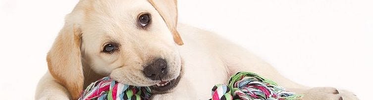Aandoeningen pups
