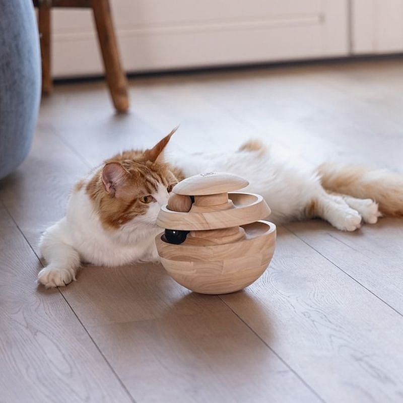 kat, jongen, katten speelgoed, houten stapeltoren, kussen/enig speelgoed