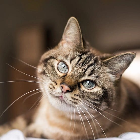 FIV bij katten: kattenaids komt lokaal voor, wat betekent dit voor uw kat?