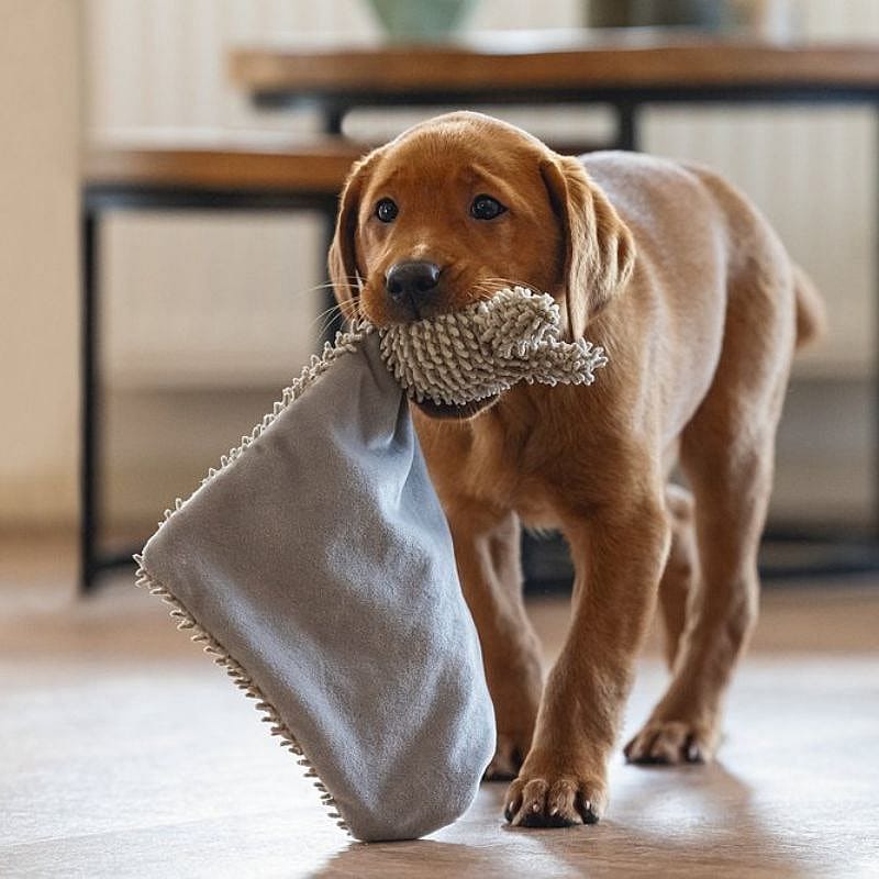 hond, speelgoed, touw, kussen, vachtkleur-bruin