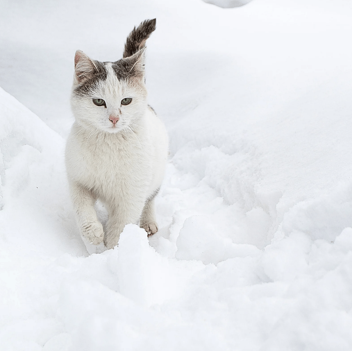 Kattenpootjes in de winter