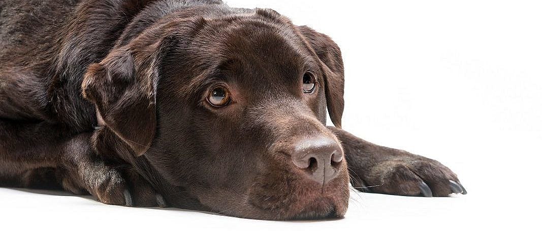 Neuro hondenvoer met MCT kan de oudere hond helpen