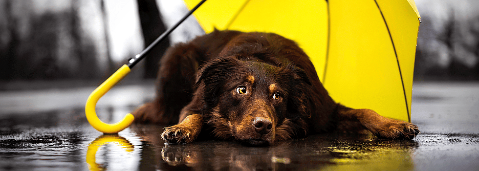 Dieren bang voor onweer: zo helpt u hond, kat en paard