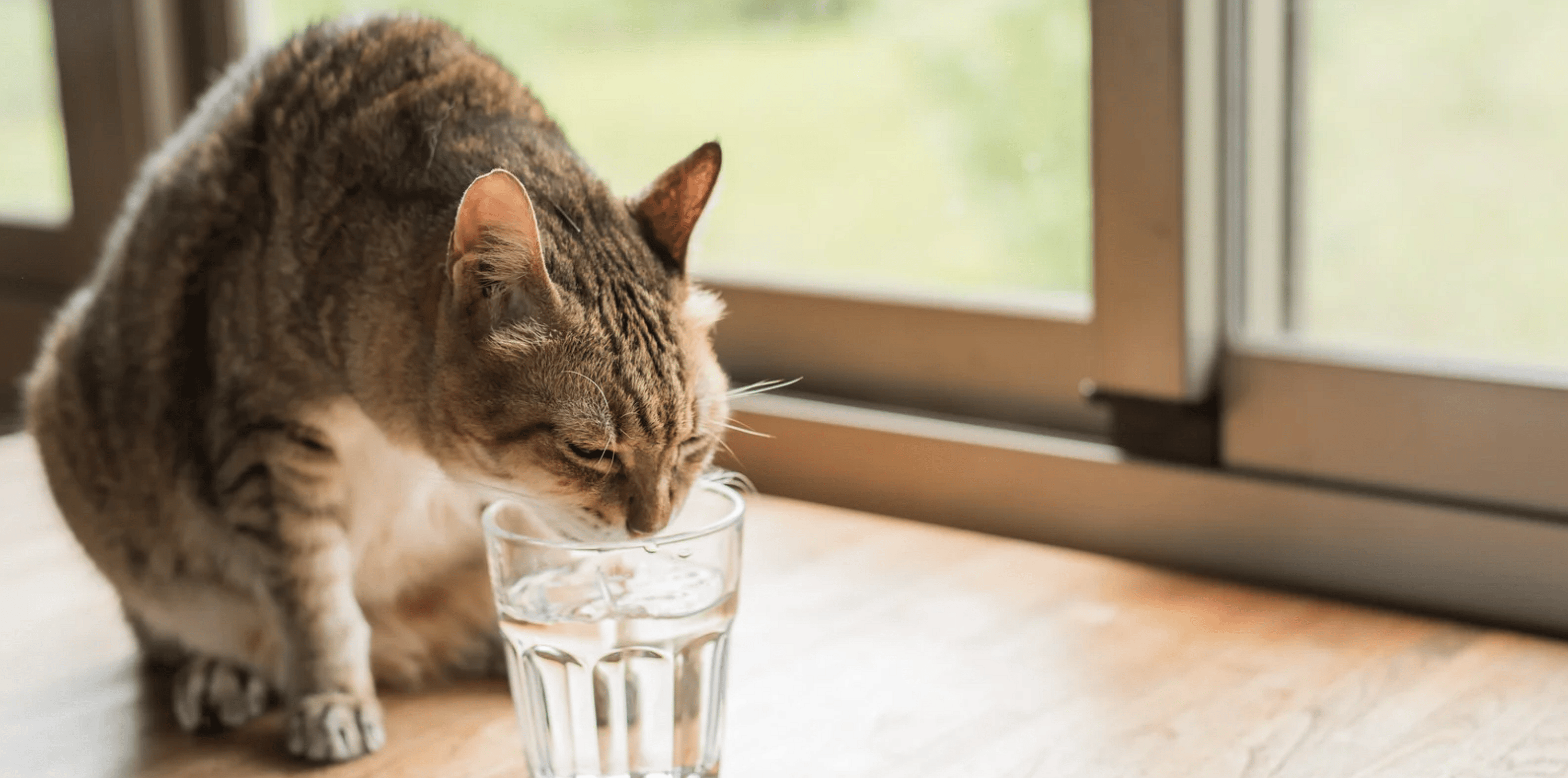 Koud drinkwater verhoogt de waterinname bij katten met 43%