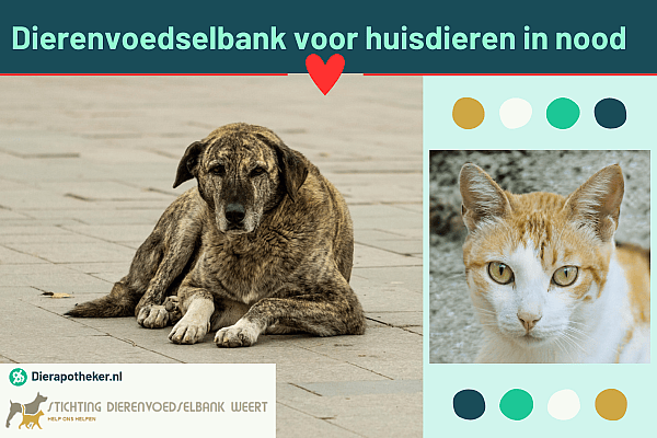 Hoe zorg je voor je dier als je geldzorgen hebt?
