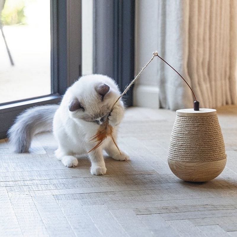 kitten,  kat,  veren speelgoed,  garen speelgoed,  binnenruimte