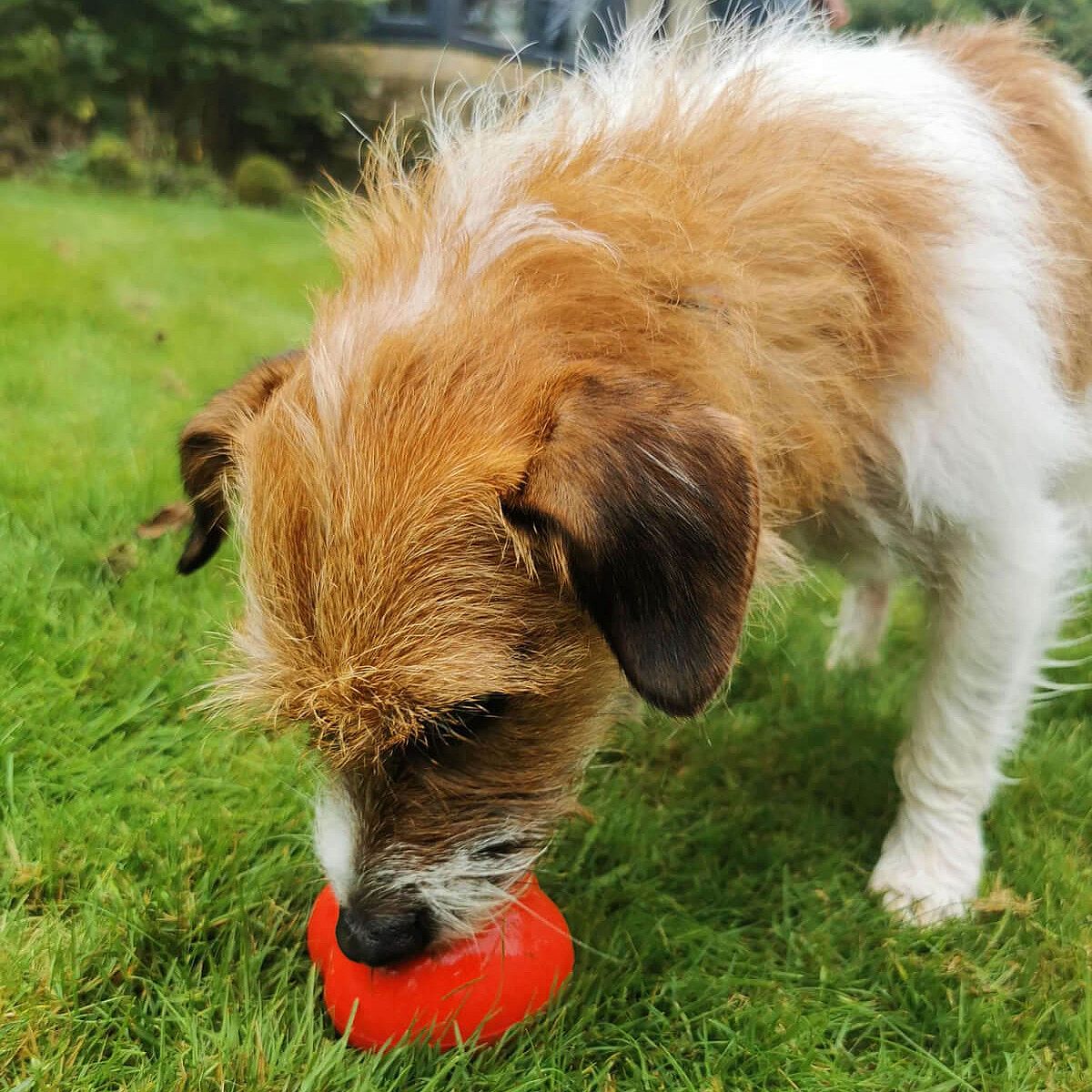 Frogg Toys Rubber Speeltjes Hond