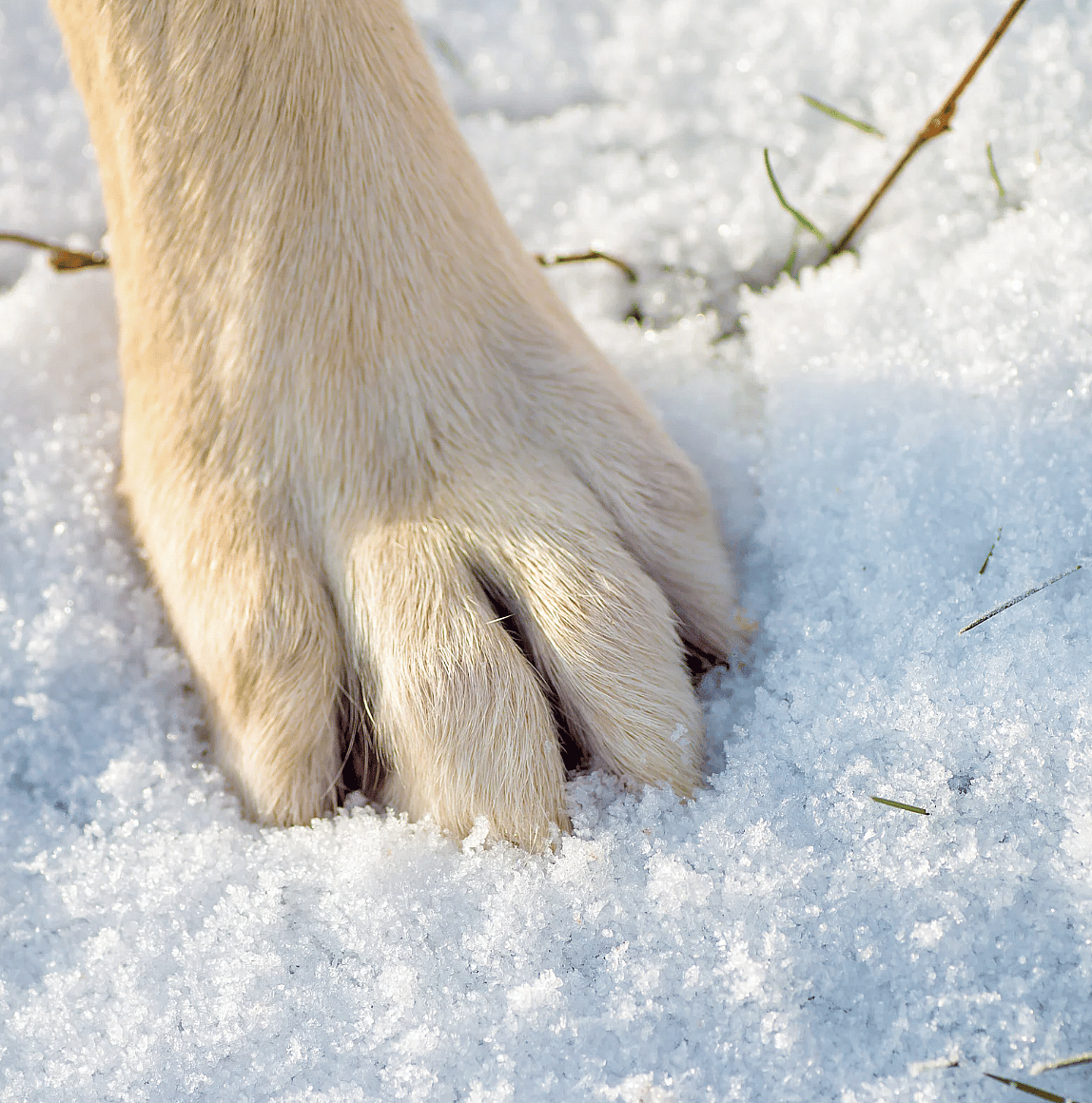 Pootverzorging bij sneeuw, ijs en strooizout