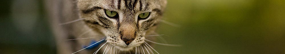 Hoe katten de wereld zien