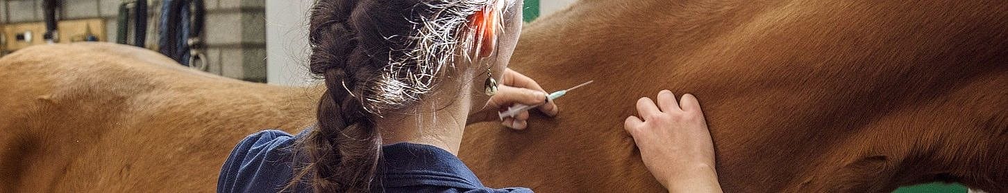 West Nile virus paard