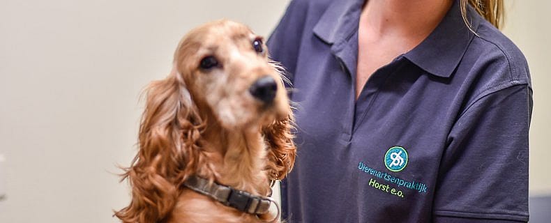 Mijn hond heeft pijn
