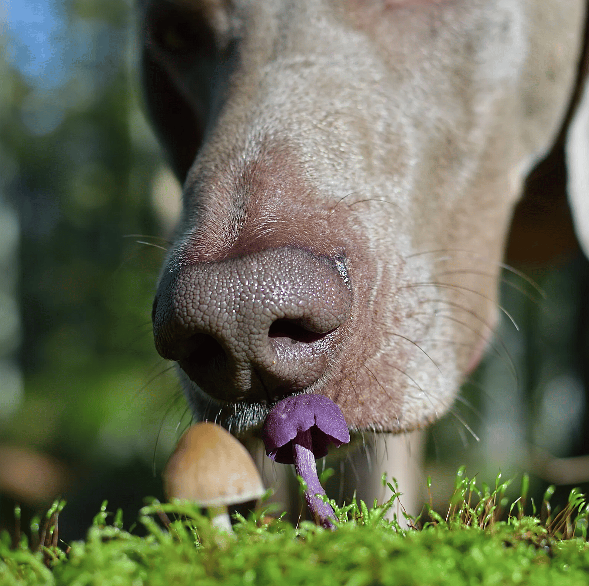 Giftige paddenstoelen voor de hond