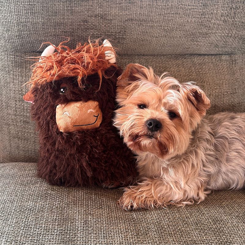 teddy, hond, kussen, pluche, dierenspeeltje