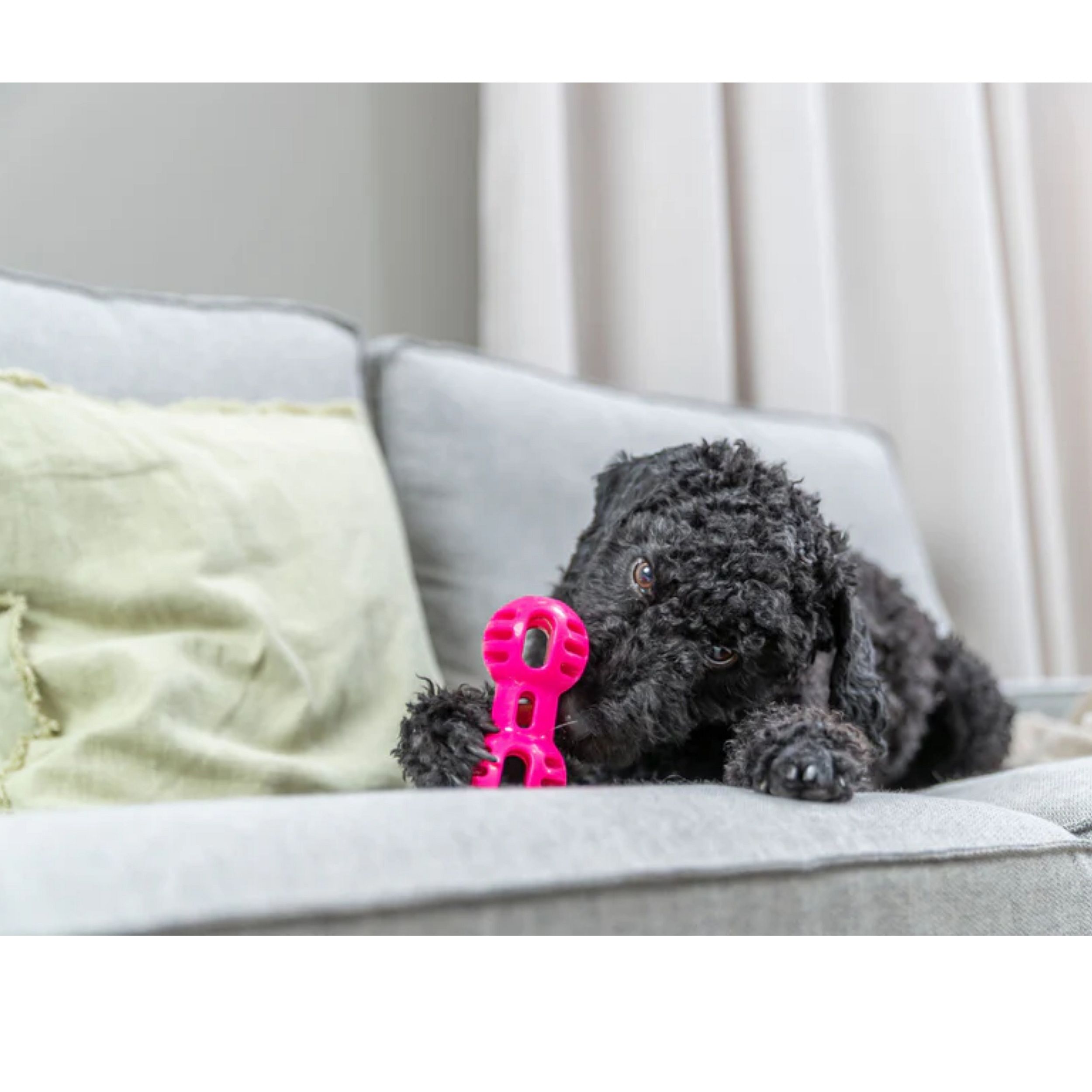 dog, poodle, toy, pink, bone