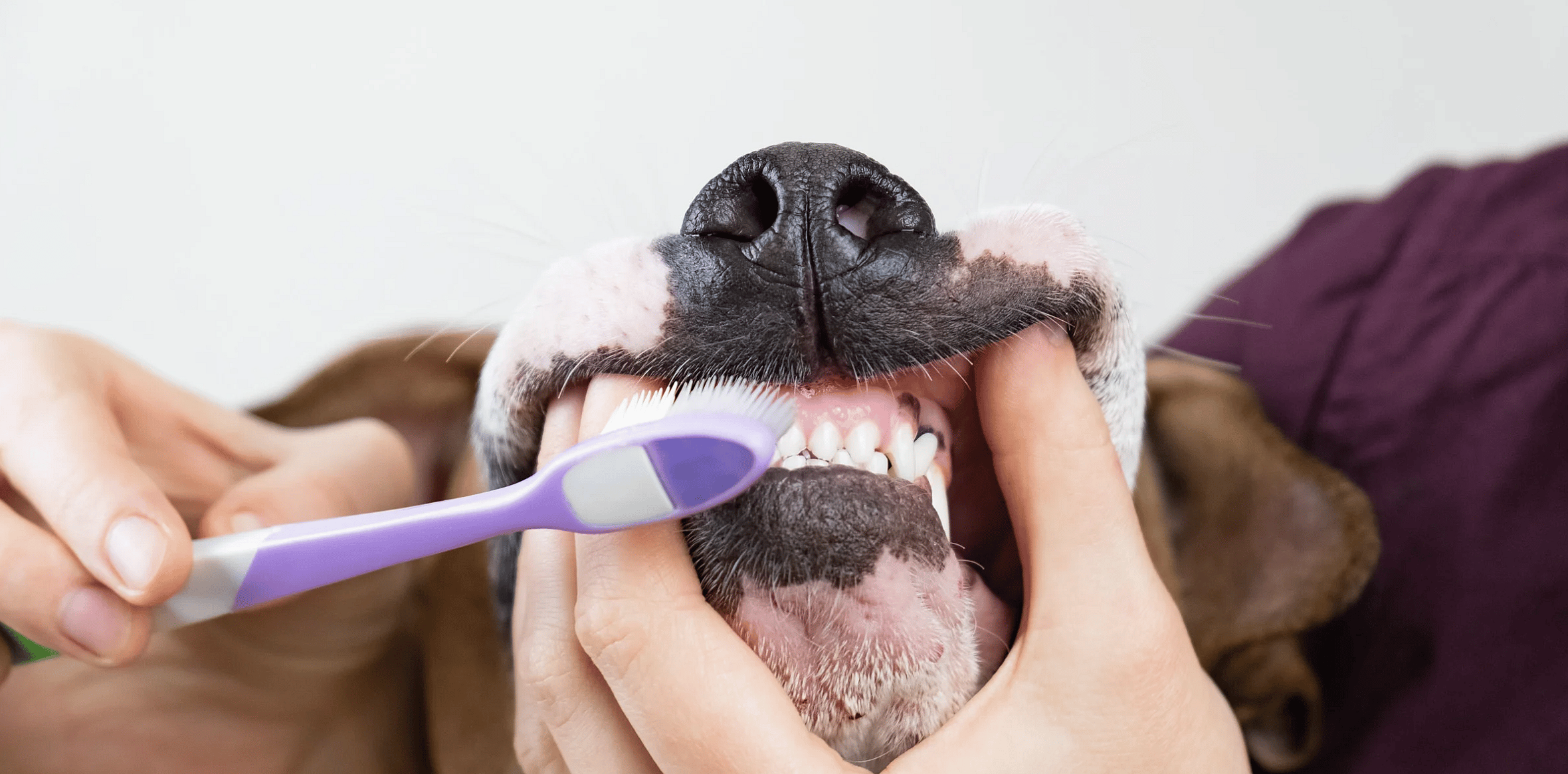 Tandenpoetsen bij hond en kat aanleren: een 14-dagen stappenplan
