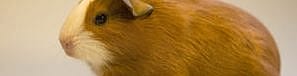 Castratie cavia