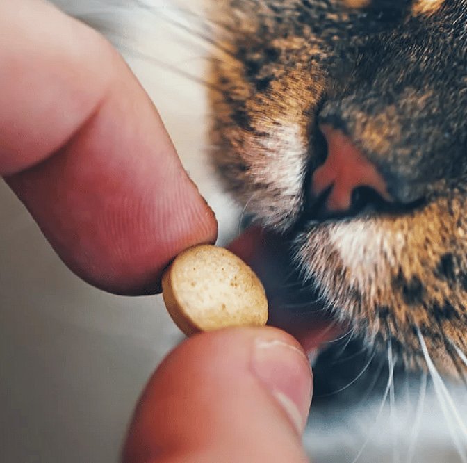Tablet tegen vlo en teek voor hond en kat