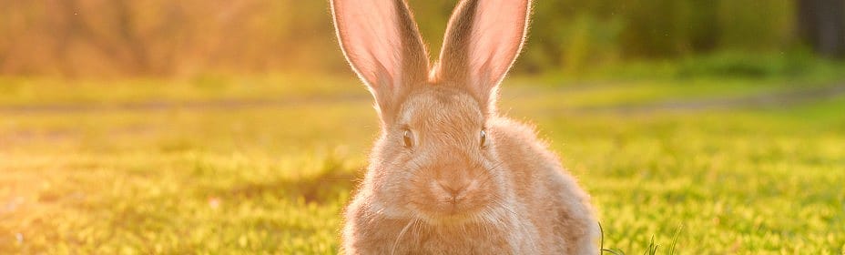 Hitte bij konijn, cavia en knaagdier: extra opletten bij warm weer