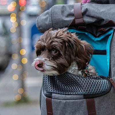 Kurgo Rugzak Hond