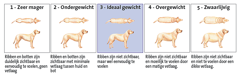 Overgewicht hond