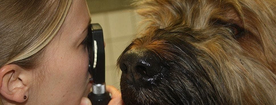 PRA Oogonderzoek hond