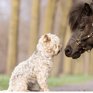 Dier, Hond, Zoogdier, Huisdier, Paard