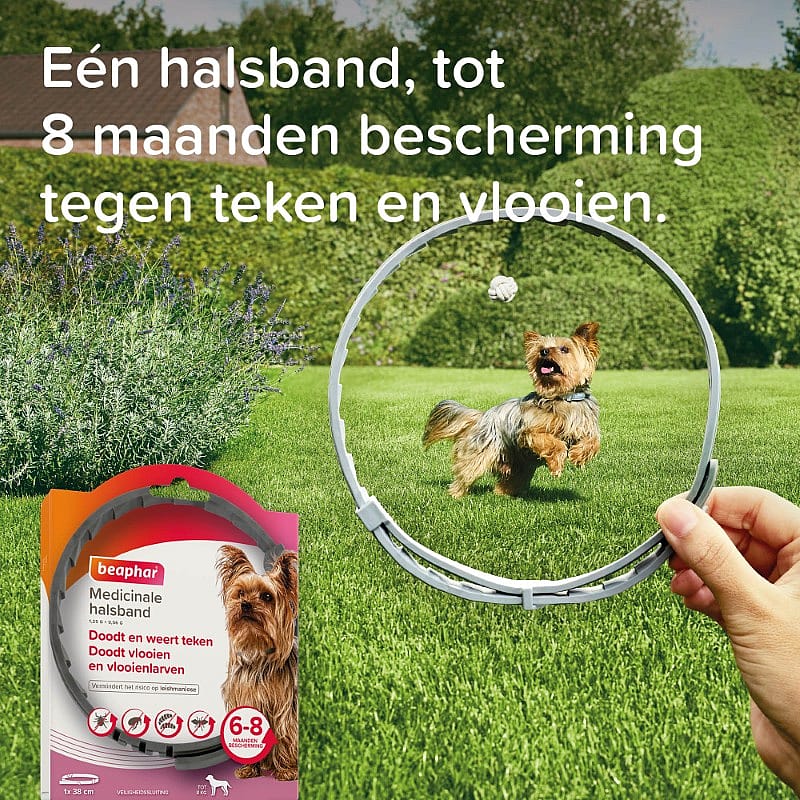 dog, flyball, ring, fysische-veiligheid, huisdier-benodigdheden