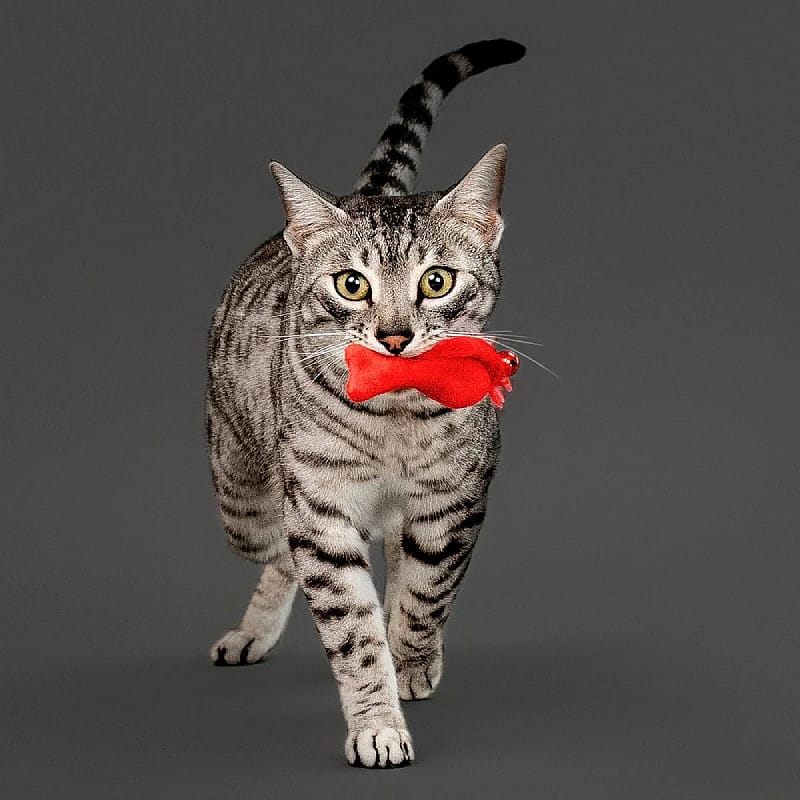 kat, katten, balletje, grijs, strepen