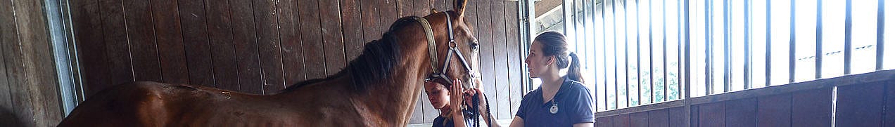 Tetanus paard, hond en kat