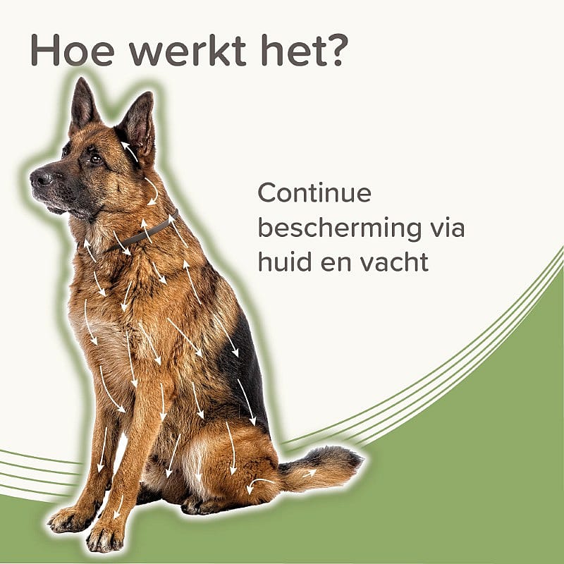 hond, halsband, hondenhalsband, rondruiter, wijsvoering