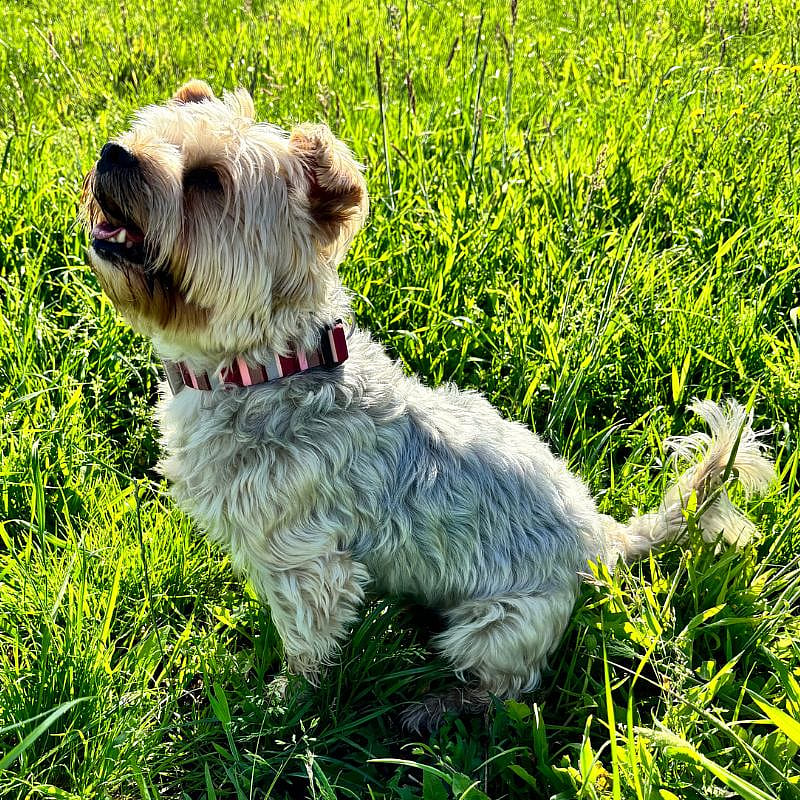Morso Honden Halsband Gerecycled Small Skyline