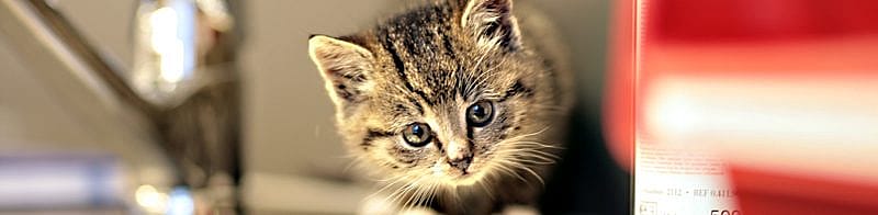 Kattenkwaaltjes