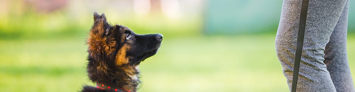 Socialisatie pup en Corona