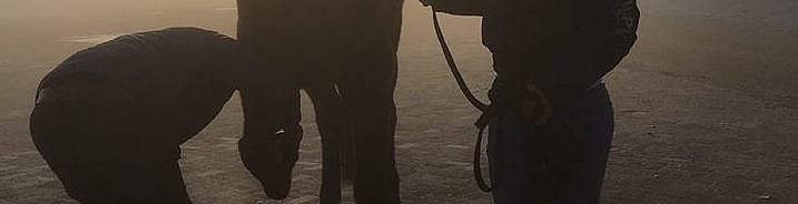 Winter check-up paard