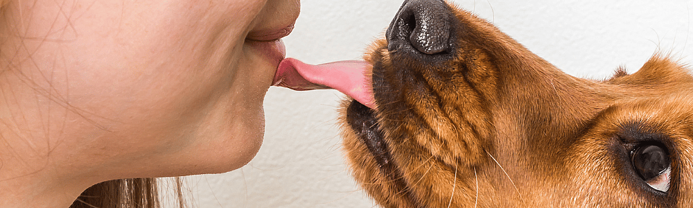 Waarom likt een hond zijn baasje?