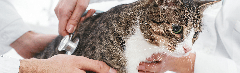 Mijn kat heeft pancreatitis, wat nu?