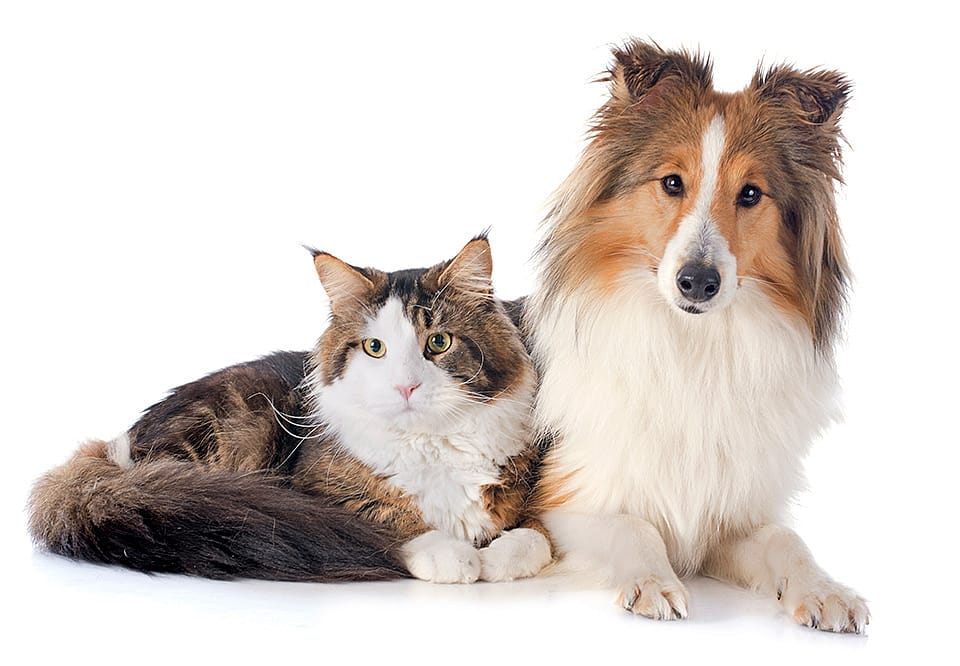 Capsules voor vitamine B12 tekort bij hond en kat