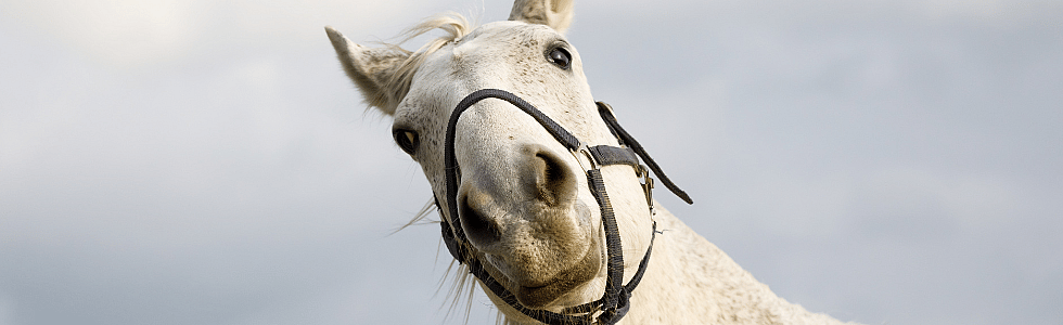 Hoe laat ik mijn paard zo goed mogelijk ademen?