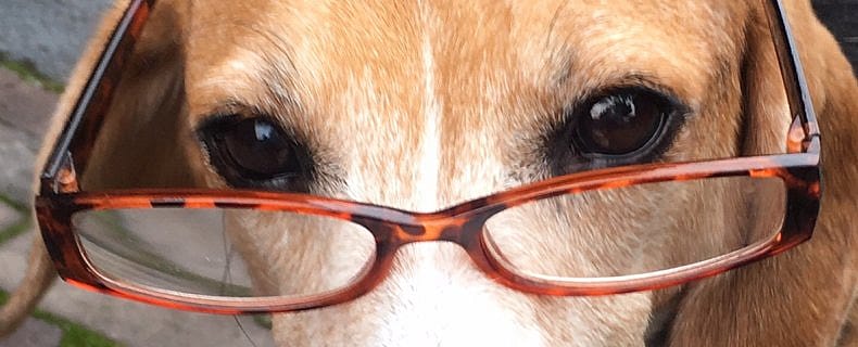 De oude hond