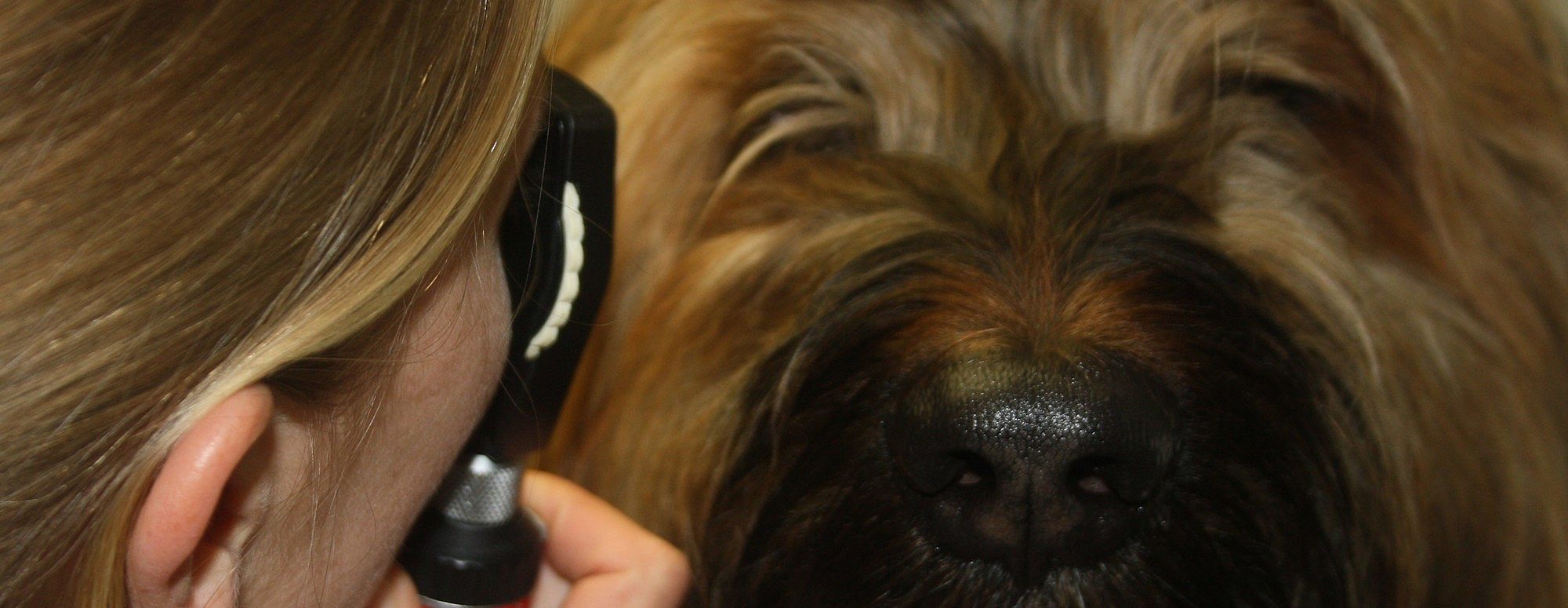 Cataract (grauwe staar) hond